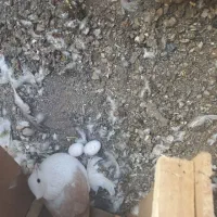 کفتر پشت کاکل شاخ|پرنده|کاشمر, |دیوار