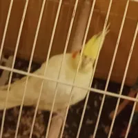 عروس هلندی لیتونو ماده بی سرو صدا