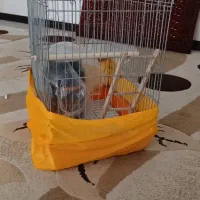 قفس عروس هلندی با وسایل