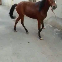 فروش اسب ترکمن|اسب و تجهیزات اسبسواری|باسمنج, |دیوار