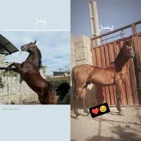اسب