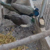 طاووس بالغ|پرنده|برزک, |دیوار