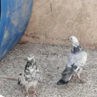 باسلام خدمت دوستان عزیز