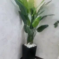 پرنده بهشتی وارداتی پر برگ به همراه گلدان