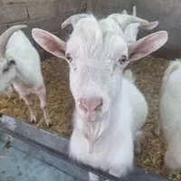 بزغاله سانن اصل