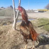 یک خروس دوساله