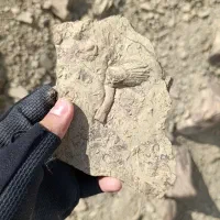 سنگ فسیل|کلکسیون اشیاء عتیقه|بجنورد, |دیوار