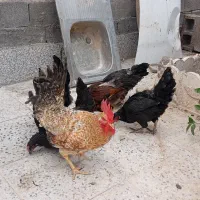 مرغ وخروس|حیوانات مزرعه|فسا, |دیوار