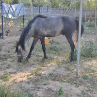 اسب نر ۴ ساله