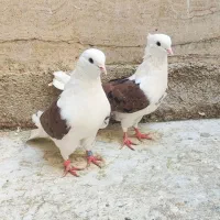 کفتر کبوتر رنگی پشت قرمز خال سیاه زردی پلاکی سرور