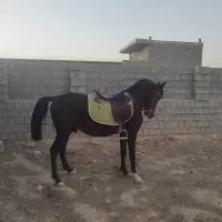 اسب نریان دره شورکره تاج|اسب و تجهیزات اسبسواری|فیروزآباد (فارس), |دیوار