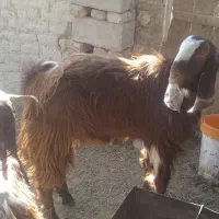 بز فروشی زنگ بزنید پیام پاسخ نمیدم.|حیوانات مزرعه|هامون, |دیوار