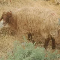 گوسفند جوان