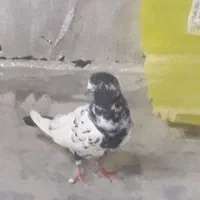 گمشده