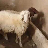 فروش بره نر