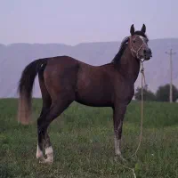 اسب|اسب و تجهیزات اسب‌سواری|فیروزآباد (فارس), |دیوار