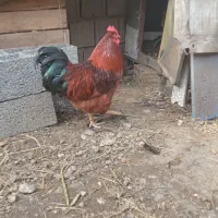 خروس محلی جوان درشت یک ساله ۷۵۰