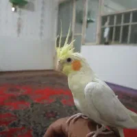 سره گل سر|پرنده|مشهد, بهمن|دیوار