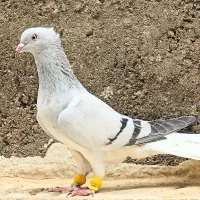 کبوتر دمسفید ماده