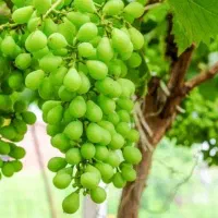آبگیری غوره با خوشه