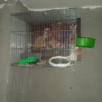 ماهی واکواریوم پمپ تسویه بخاری قفس|ماهی|قزوین, |دیوار