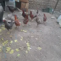 خروس لاری|حیوانات مزرعه|بومهن, |دیوار