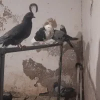 کبوتر