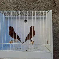 قناری نر ، ماده کبالت اورجینال|پرنده|بردسیر, |دیوار