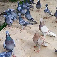 کبوتر سبز پولکی مسافتی پرشی و جفتگاه