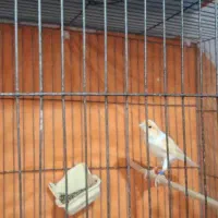 قناری نر موزاییکی|پرنده|قزوین, |دیوار