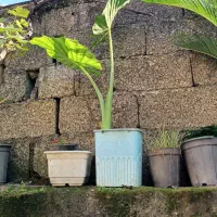 فروش گلهای زیبا|گل و گیاه طبیعی|جیرنده, |دیوار