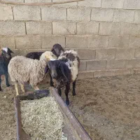 بره ریز|حیوانات مزرعه|کوهرنگ, |دیوار