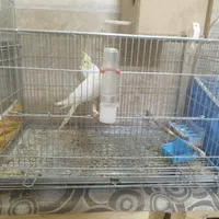 عروس هلندی|پرنده|اصفهان, کارلادان|دیوار