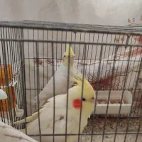 یک جفت عروس هلندی سالم و مولد|پرنده|فومن, |دیوار