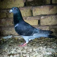 کبوتر پیدا شده سبز چاپی نر پلاکی کبوتر کفتر پرنده