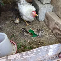 1عدد مرغ جوان کرج با 5عدد جوجه بوقلمون