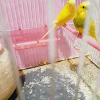 دو عدد مرغ عشق نر انگلیسی