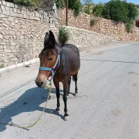 قاطر ماچه اصیل قاطر عشایری|حیوانات مزرعه|باغ ملک, |دیوار