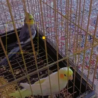 عروس هلندی|پرنده|نقده, |دیوار