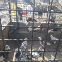 پرنده کبوتر