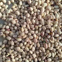 فروش لوبی چیتی