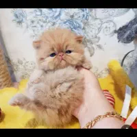 گربه های پرشین اسکاتیش بریتیش توله|گربه|شیراز, وصال|دیوار