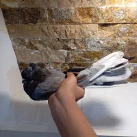 یک کفتر دوم سرور عالی