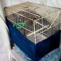 سهره نر|پرنده|ماهدشت, |دیوار