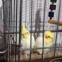 عروس هلندی جفت