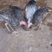 بوقلمون محلی