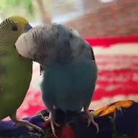 فروش یک جفت مرغ عشق