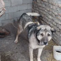 سگ نگهبان|سگ|فریمان, |دیوار