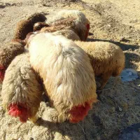 شک دو شیر درجه یک|حیوانات مزرعه|جوانرود, |دیوار