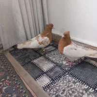 کله زرد نروماده